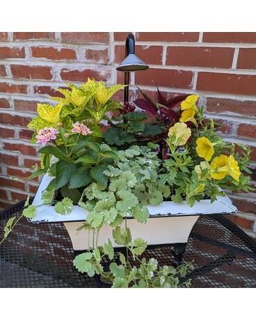 Small Metal Sink Outdoor Planter ow23M015 Plant
