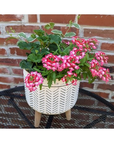 Small Tri Foot Outdoor Planter ow23M017 Plant