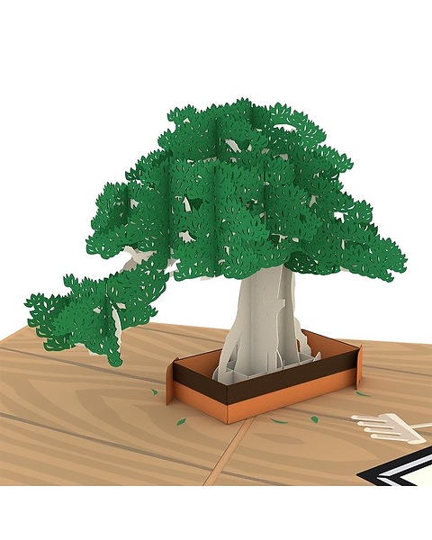 bonsai zur krone Olivenbaum knorriger Bonsai 100 Jahre  toskanagartenshop