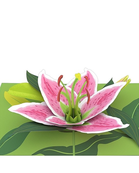 Lovepop Lily Bloom in Lawrence KS - Owens Flower Shop Inc.