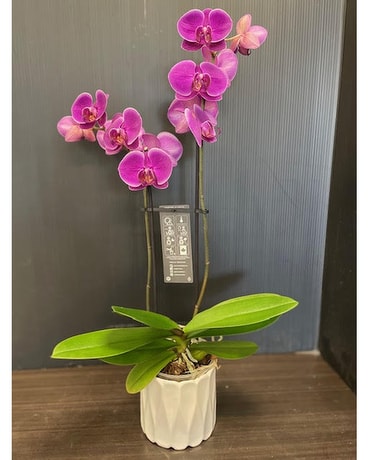 Magnifica Double Spike Orchid -PURPLE Plant