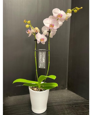 Magnifica Double Spike Orchid - Purple on white Plant