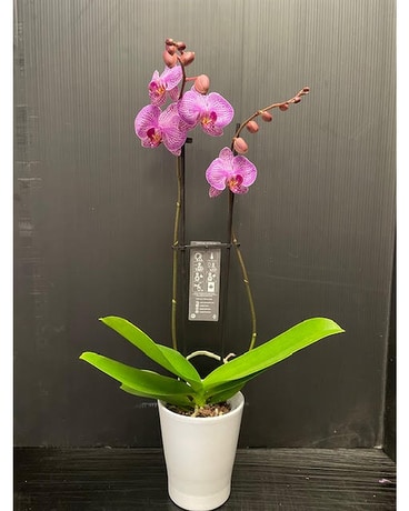 Magnifica Double Spike Orchid - Variegated Purple Plant