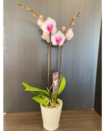 Magnifica Double Spike Orchid -White w/purple Plant