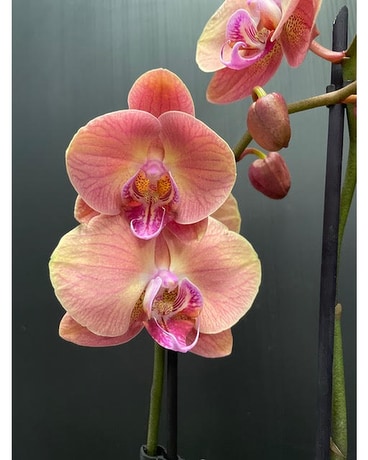 Magnifica Double Spike Orchid - Pink Plant