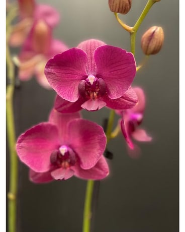 Magnifica Double Spike Orchid - Magenta Plant