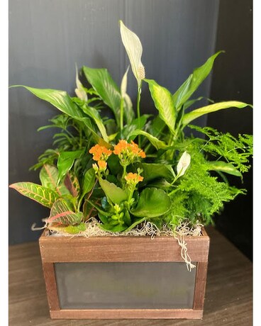 Chalkboard Chest Planter Plant