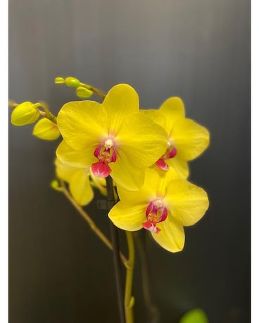 Magnifica Double Spike Orchid - Yellow Plant