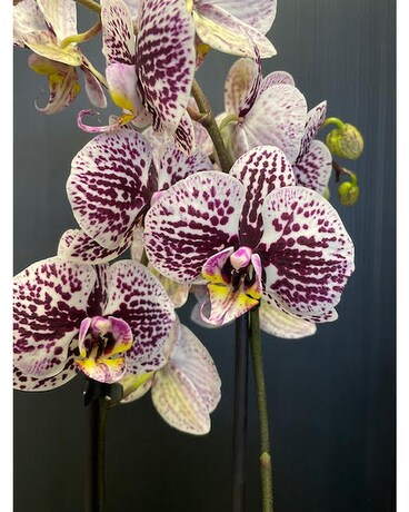 Magnifica Double Spike Orchid - Plant