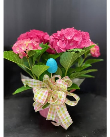 Easter Pink Hydrangea Plant