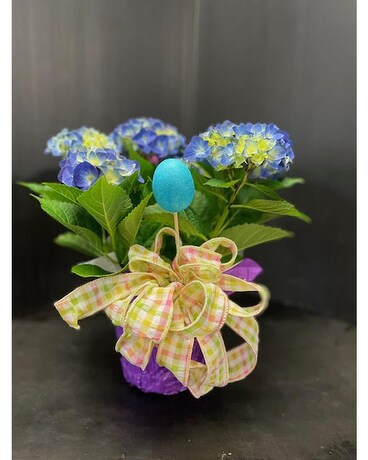Easter Blue Hydrangea Plant