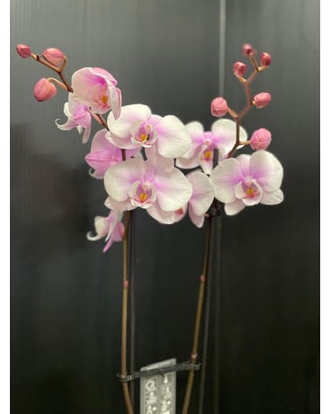Magnifica Double Spike Orchid - Light Pink Plant