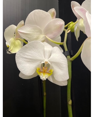 Magnifica Double Spike Orchid -WHITE Plant