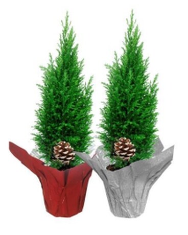 Christmas Cypress Tree Plant