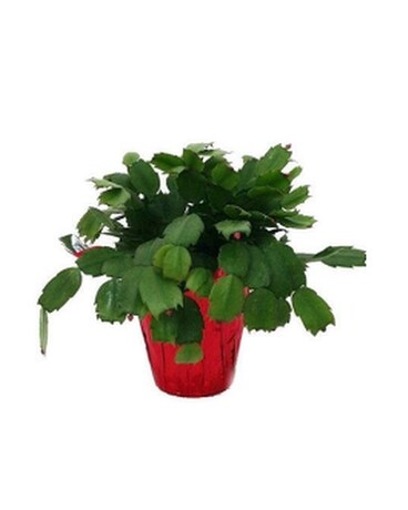 Zygo Christmas Cactus Plant