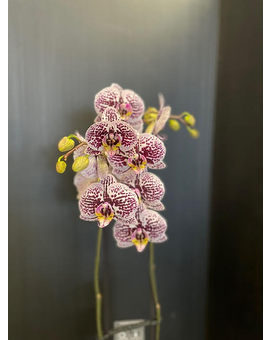 Magnifica Double Spike Orchid - Plant