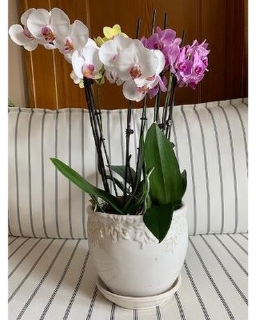 Majestic orchids Plant