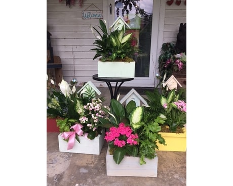 Birdhouse Planter Plant