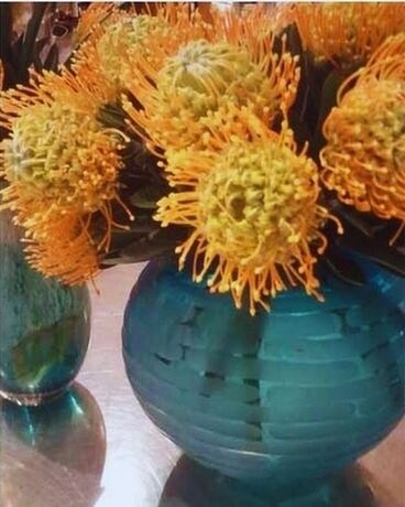Pin Cushion Protea