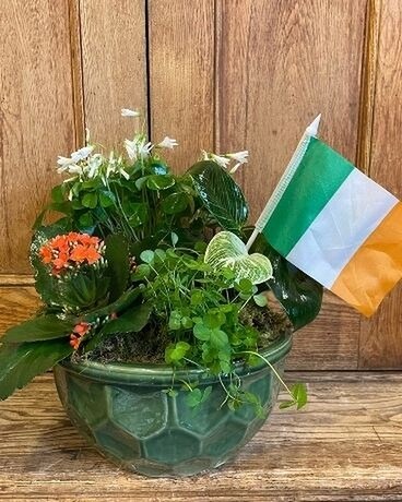 Irish Garden Plant