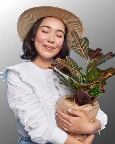 Designers Choice House Plant Plant