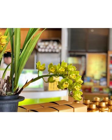 Cymbidium Plant Plant