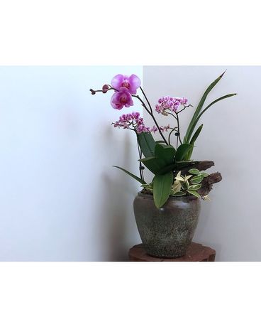 Orchid Display Flower Arrangement