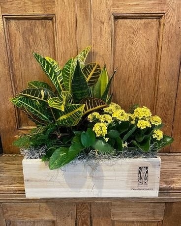 Rustic Garden Dish Garden Plant