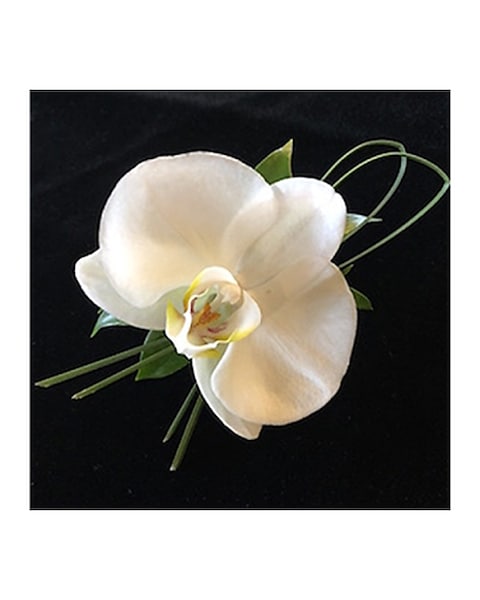 Cedar Grove Gardens Dorchester Ma: Explore Nature's Beauty