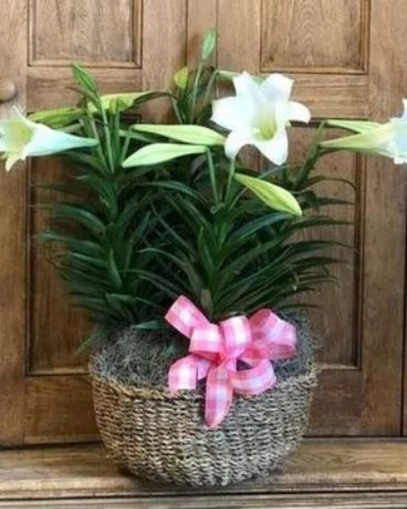 Large Easter Lily in Dorchester MA - Cedar Grove Gardens