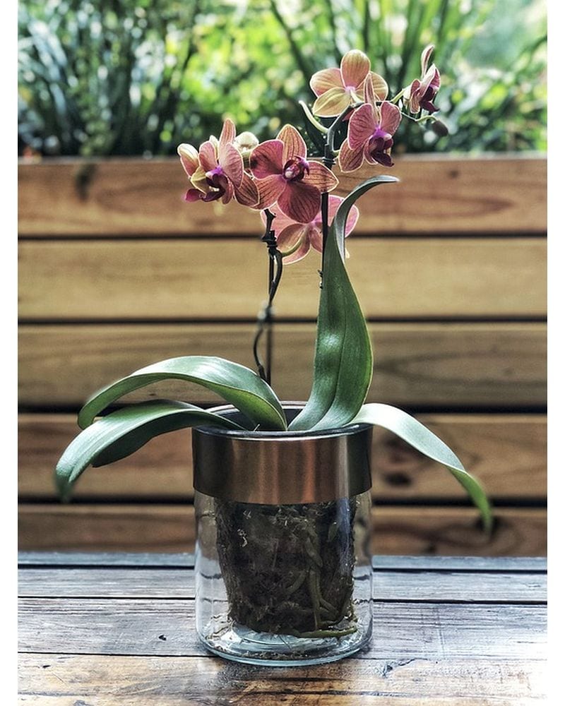 フラワー・ガーデニング ma Shop by Flowers Delivery Dorchester MA - Cedar Grove Gardens
