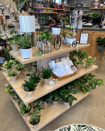 Plants Flower Arrangement