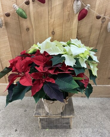 7in Red  & White Poinsettia Flower Arrangement