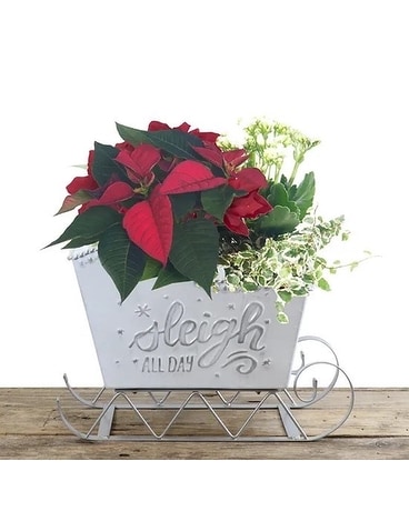 Sleigh All Day - 6in. X 8in. planter Flower Arrangement