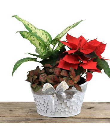 7in. Dimple Bow Planter Flower Arrangement