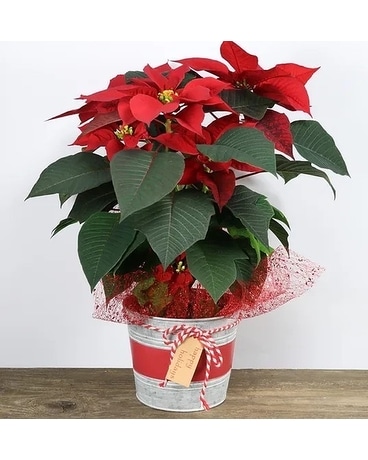 6in Holiday Tin with Poinsettia Flower Arrangement