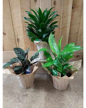 Assorted 6 inch Tropical Plant Flower Arrangement