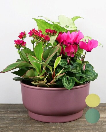 Ceramic Planter (Colours & Plants May Vary) Flower Arrangement