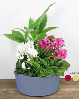 Ceramic Planter (Colours & Plants May Vary) Flower Arrangement