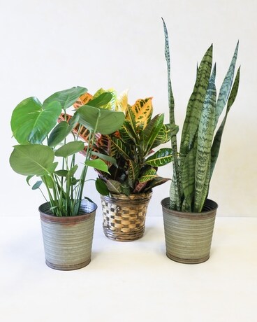 Indoor Green Plant