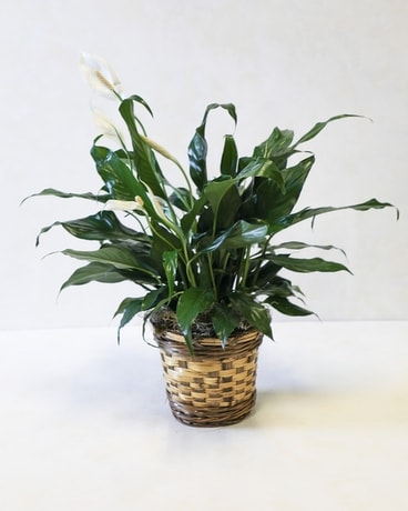 Peace Lily Plant (Medium) Plant