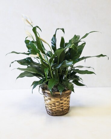 Peace Lily Plant (Medium) Plant
