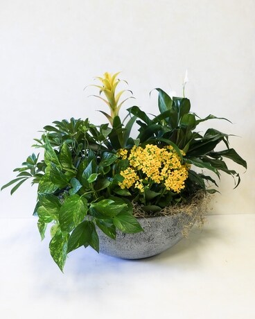 Modern Dish Garden (Extra Large) Plant