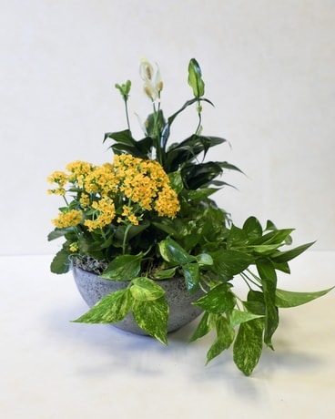 Modern Dish Garden (Large) Plant