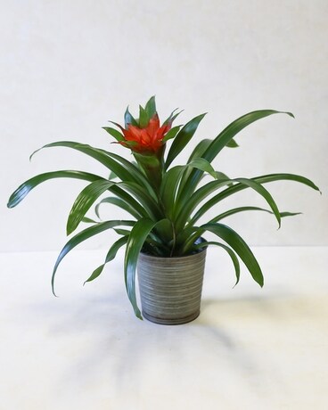 Bromeliad Plant Flower Arrangement