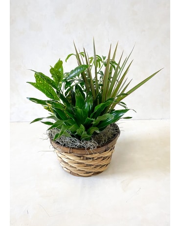 Green Garden Basket Dish Garden Plant
