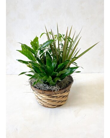 Green Garden Basket Dish Garden Plant