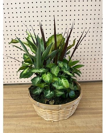 Standard Dish Garden Plant