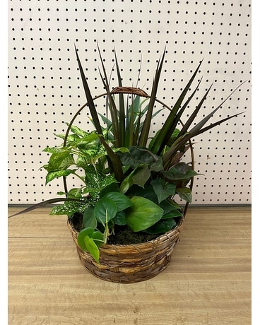 Medium Dish Garden Plant
