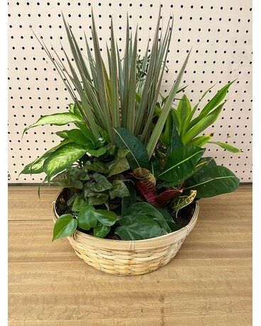 Large Dish Garden Plant